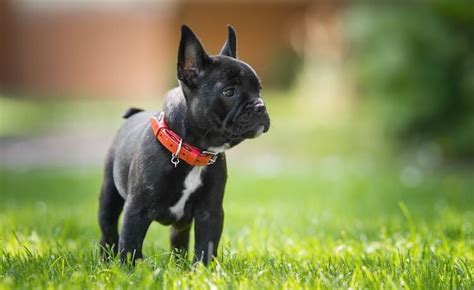 Are you looking for french bulldog names for your male and female pet? French Bulldog Names: 250+ Fun & Fantastic Names For ...