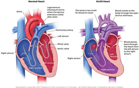 Anatomy Of Normal Heart