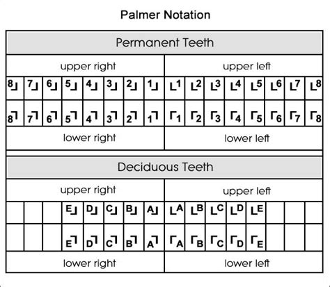 Palmer Notation System 학교 프로젝트 치아