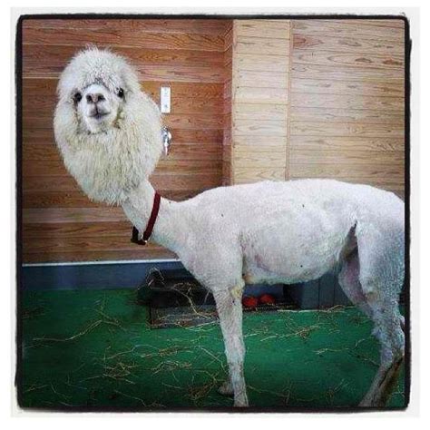 17 Best Images About Because For Some Reason Llamas Are