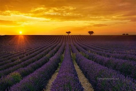 Sunset Over Lavender Field Provence France By Joaquin Guerola