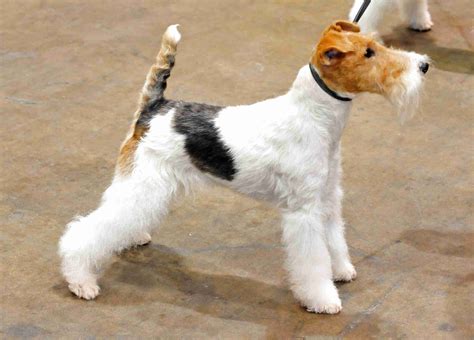 Fox Terrier For Sale In UK 72 Used Fox Terriers