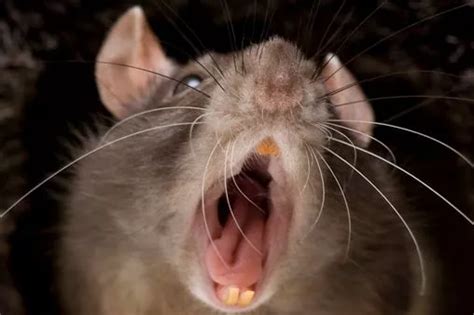 Giant Rats Continue To Invade Dublin Housing Estates Because They Are