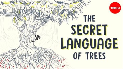 The Secret Language Of Trees A Charming Animated Lesson Explains How Trees Share Information