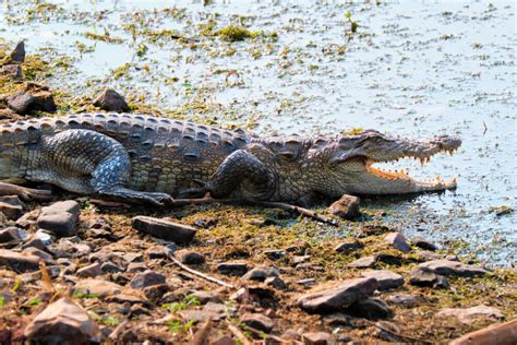 Chambal River Crocodile Safari Ranthambhore Safari