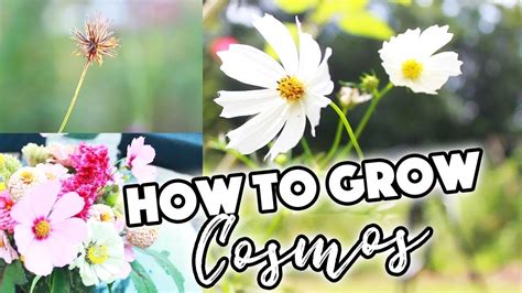 How To Grow Cosmos From SeedðŸŒ¸pinchingseed Savinga Beautiful Nest