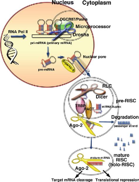 In Vivo Gene Silencing By Virally Delivered Microrna Viral Vector