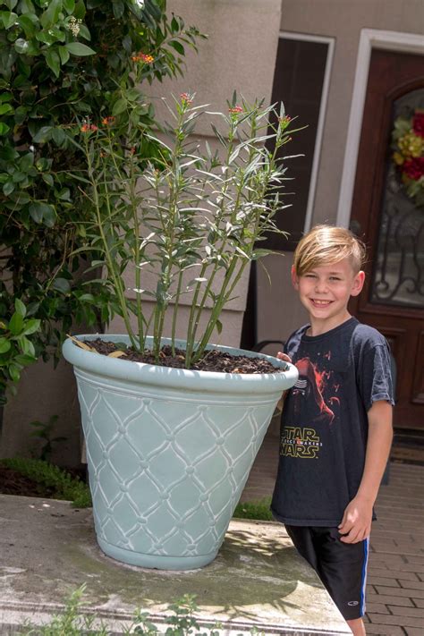 Make A Monarch Butterfly Container Garden With The Kids All My Good