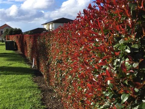 Advice Fertiliser For Buxus And Other Hedging Plants