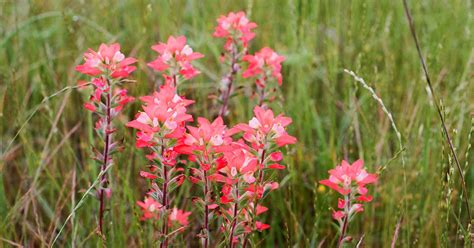 Indian Paintbrush Care And Growing Guide The Garden Magazine
