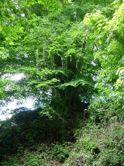 Beech Tree On Hollingbourne Hill Penny Mayes Cc By Sa Geograph Britain And Ireland