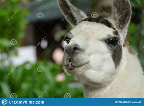 Funny Llama Face Portrait In Nature Stock Image Image Of Cute Lama 220842703