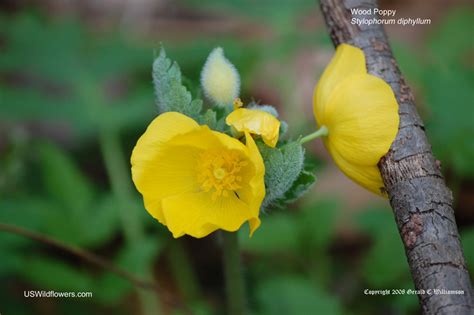 Us Wildflowers Database Of Yellow Wildflowers For Michigan