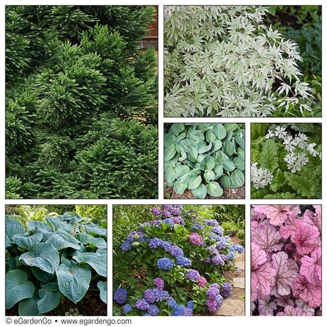 Most shrubs can tolerate a wide variety of sites and soils. This foliage-driven planting combination works best in ...