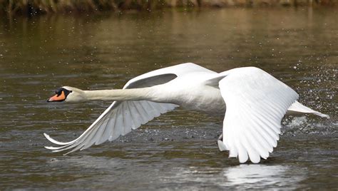 Laagvlieger Wild Birds Photography Amazing Animal Pictures Pet