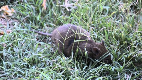 Australian Bush Rat Eating Grass Youtube