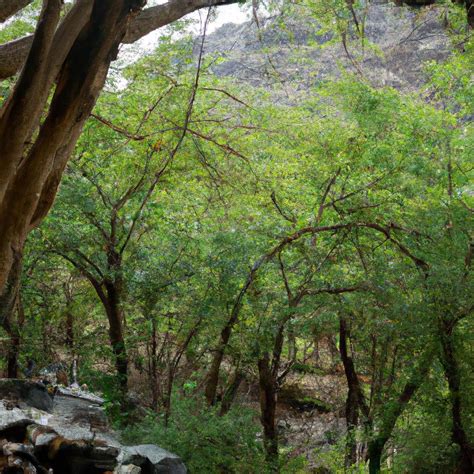 The Importance Of Trees In Yemen A Comprehensive Guide Toolacks
