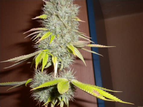 Kosher Kush By Reserva Privada Seedfinder Strain Info