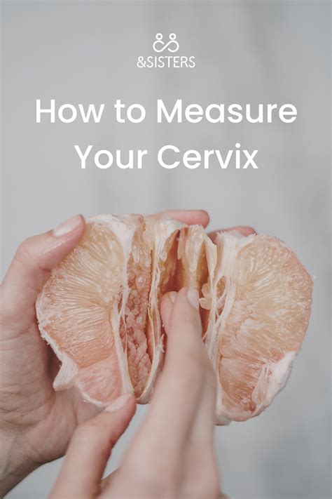 Get Up Close And Personal With Your Cervix Artofit