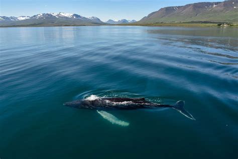 Akureyri Whale Watching Tour Iceland Adventure Tours