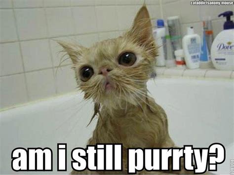 Wet Cats Look So Funny Funny Animals Funny Cute Cats Pretty Cats