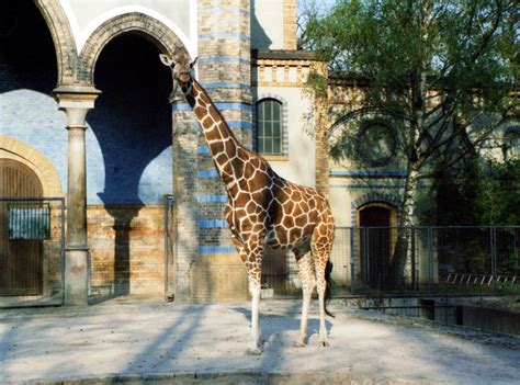 Kommende woche and diesen tagen in betrieb: Berlin Zoologischer Garten Wikipedia - BERLINTUH