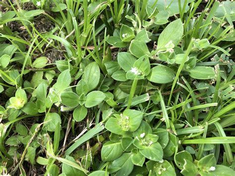 Common Lawn Weeds Outlet Save Jlcatj Gob Mx