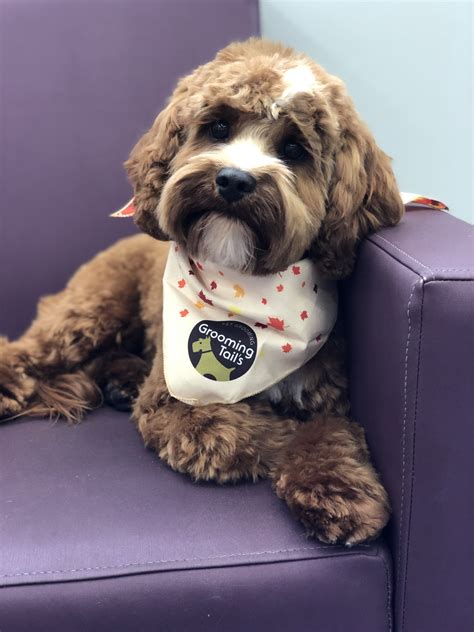 Sammy is looking amazing after being groomed at our Grooming Tails in