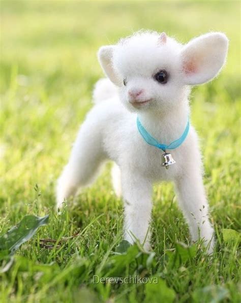 Look At His Cute Little Lamb Aww