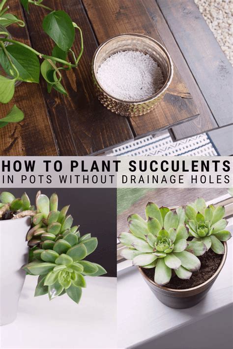 How To Plant Succulents In Pots Without Drainage Holes Succulents In