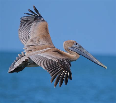 Free Photo Flying Pelican Animal Bird Flying Free Download Jooinn