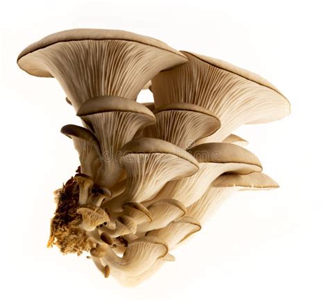Oyster Mushrooms Pleurotus Ostreatus Isolated On White Background
