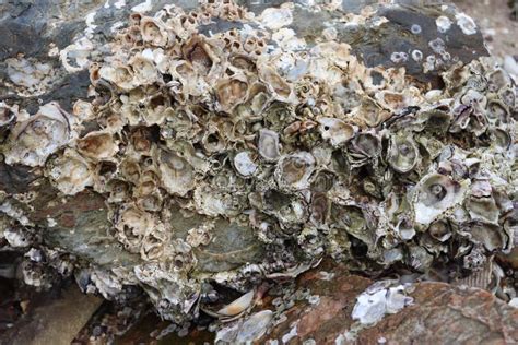 Sea Barnacles And Shells On The Rock Stock Photo Image Of Marine