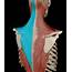 Learn Muscle Anatomy Trapezius