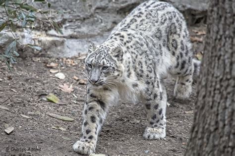 Young Snow Leopard Snow Leopard Animal Facts Leopard
