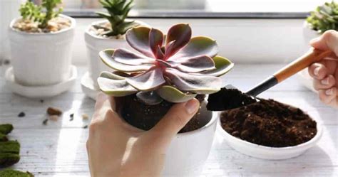 Tips And Tricks On How To Transplant Succulents Successfully