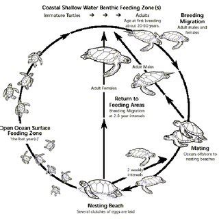 Generalized Life Cycle Of Sea Turtles Source Lanyon J M C J