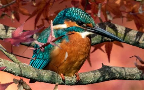 Blue Brown Kingfisher Bird Is Perching On Tree Branch Hd Birds