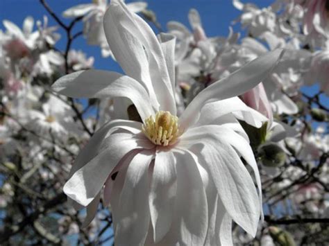 15 Types Of Magnolia Trees And Shrubs With Photos Dengarden