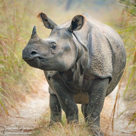 The Indian Rhinoceros Or The Greater One Horned Rhino Is A Conservation