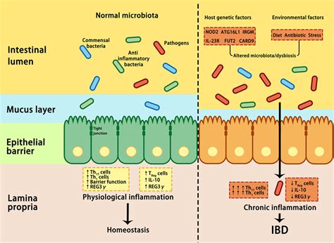 Frontiers Interactions Between Intestinal Microbiota And Host Immune