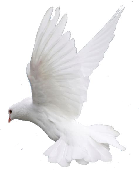 Fly Flying Dove Wedding Image Png Transparent Background Free