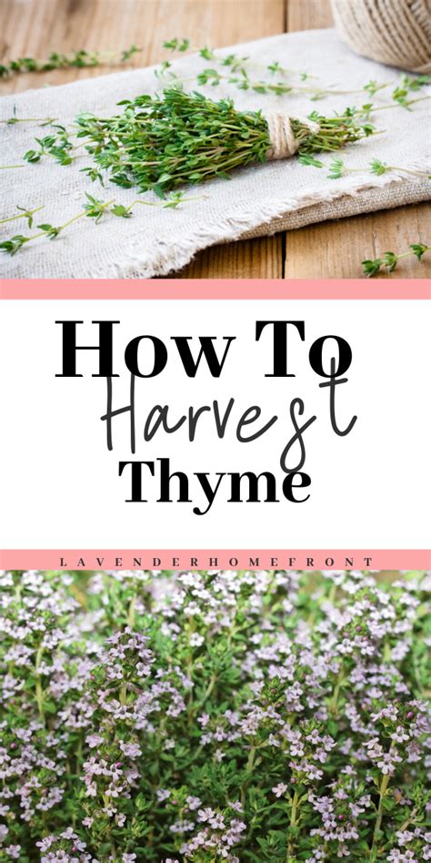 How To Harvest Thyme Growing Herbs In Pots Herbs Growing Thyme