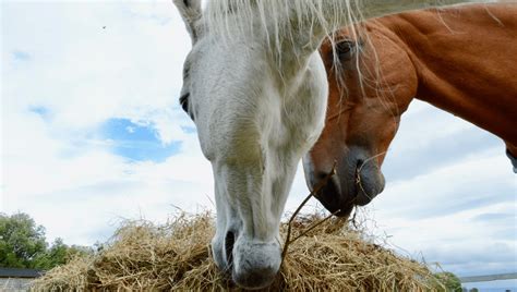 Nitrate Toxicity In Horses Hay Or Haylage Forageplus