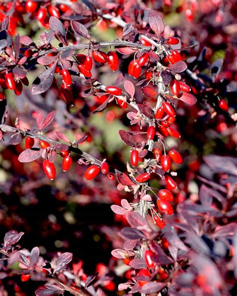 Barberry Planting Pruning Care And Cute Varieties