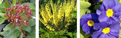 1800flowers.com has been visited by 100k+ users in the past month 20+ Winter Flowering Plants For Pots and Flower Beds ...