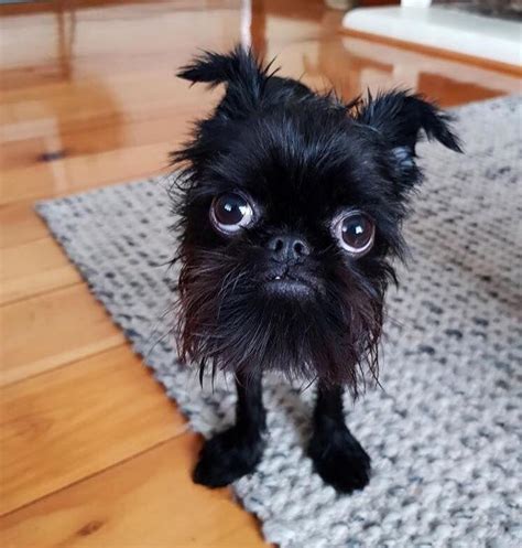 This Little Monster Is A Brussels Griffon Rfunny