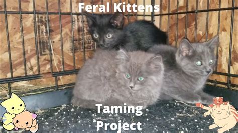 How To Tame Feral Kittens For Home Adoption Taming A Kitten 101 Youtube