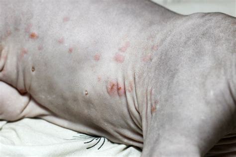 A Rash On A Cat Of The Canadian Sphynx Breed Dermatitis Food