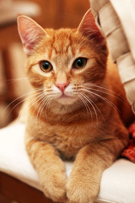 Ginger Cat Cats Orange Tabby Cats Ginger Cats